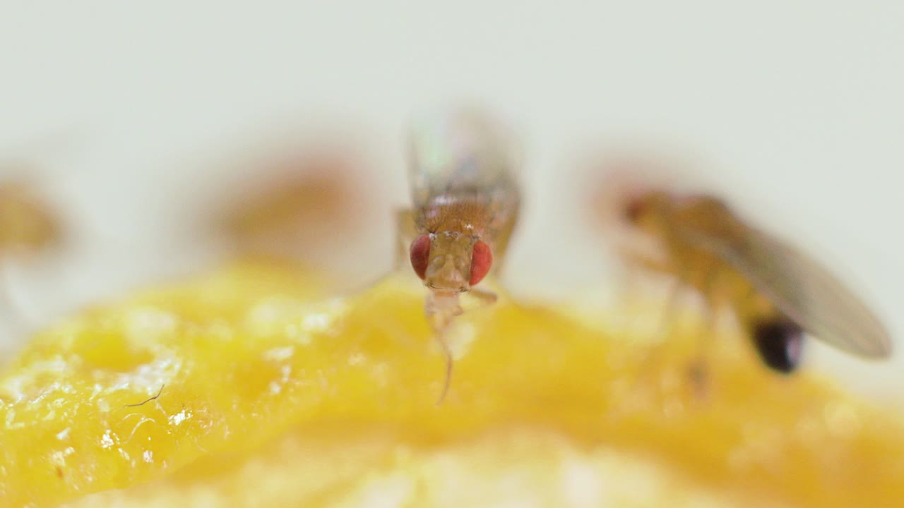 tiro macro extremo de una mosca de la fruta regurgitando saliva para descomponer la fruta antes de comer