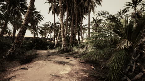 Palmeras-En-El-Desierto-Del-Sahara