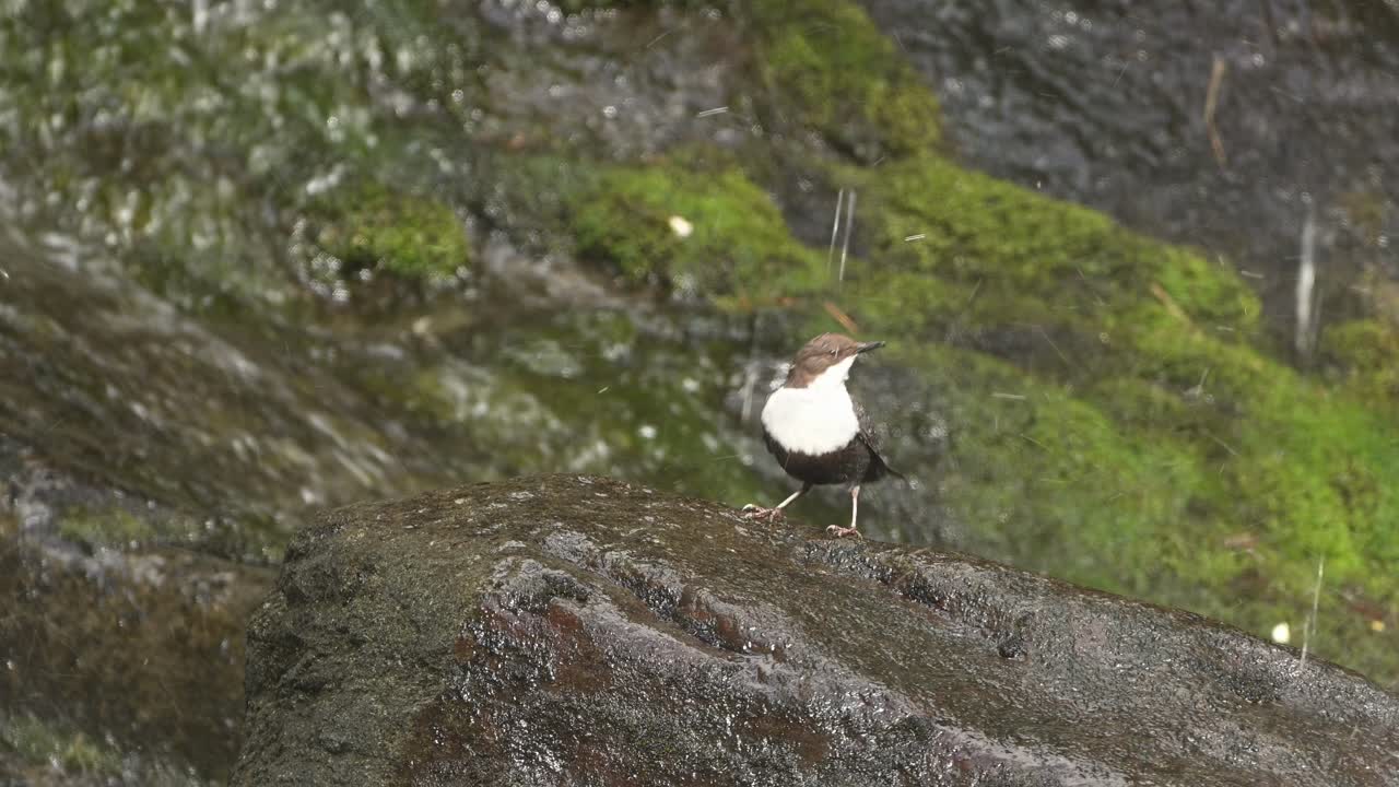 Curious White Throated Dipper on boulder, splashed by spray from waterfall, turns, examining surroundings.