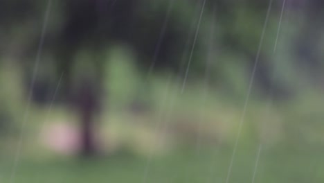 rain comes in the jungle anytime and one must enjoy the most out of it