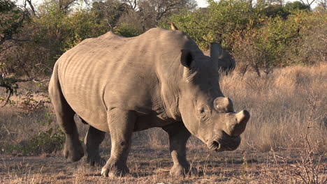 Ein-Enthorntes-Südliches-Breitmaulnashorn-Mit-Einer-Nashorngruppe-Im-Hintergrund