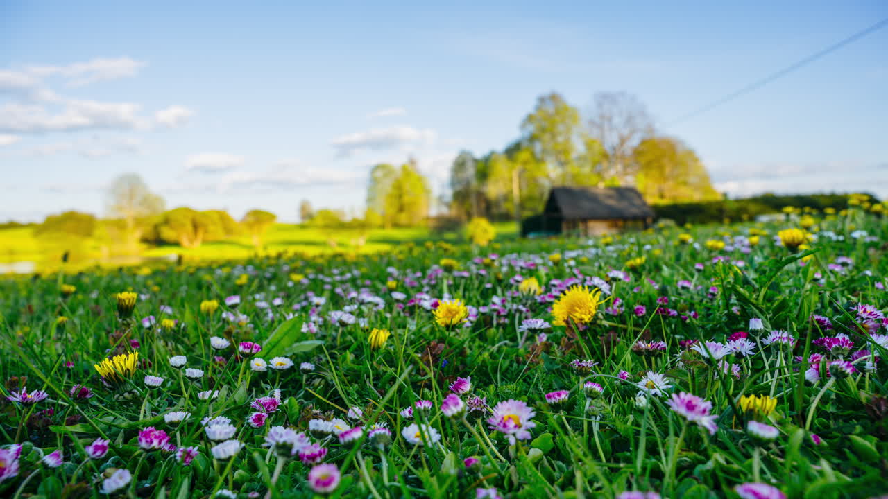 Golden hour timelapse of blooming wildflowers in tranquil spring meadow and scenic countryside at sunset. Warm sunshine casting a light over a field of flowers