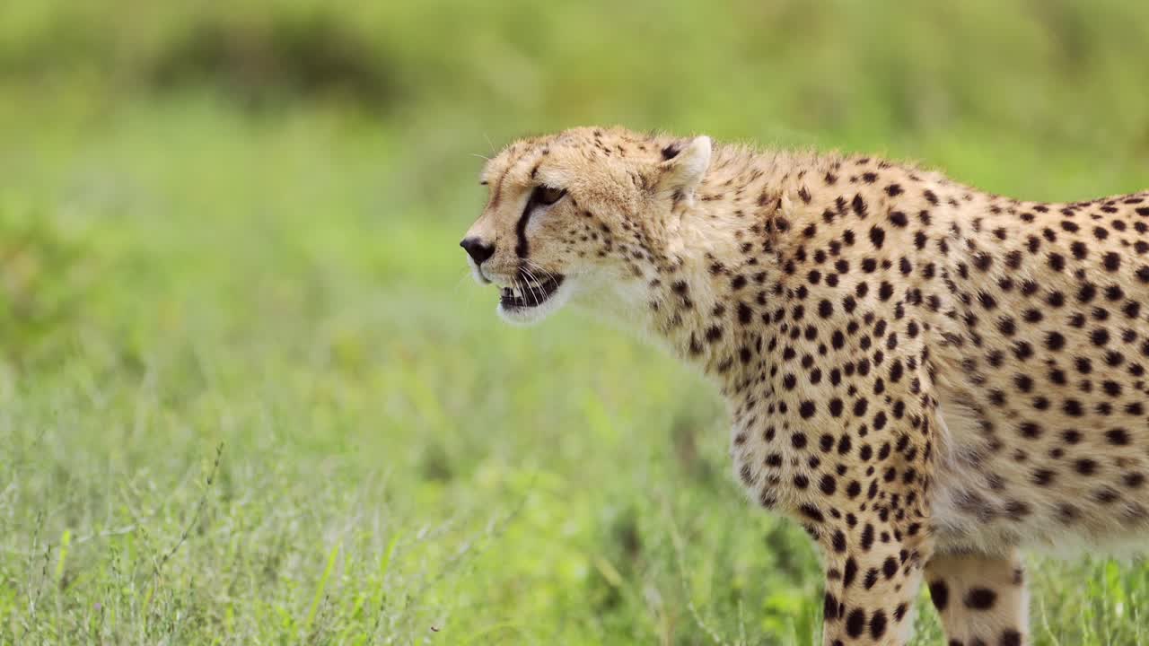 cheetah en cámara lenta caminando de cerca en el parque nacional del serengeti, panorámica con detalle de la cabeza de los cheetah en movimiento en tanzania en áfrica en safari de vida silvestre africano animales de juego