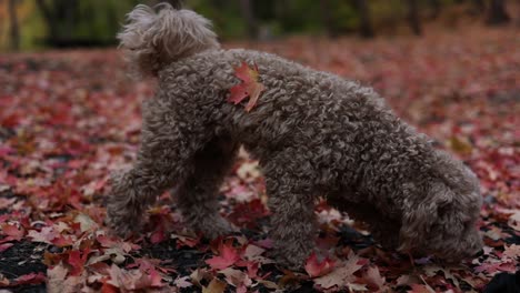 cute and adorable maltipoo dog sniffing the autumn leaves on the ground