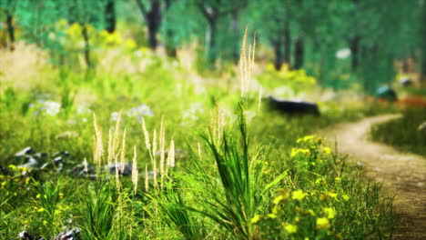 grass field and forest trees