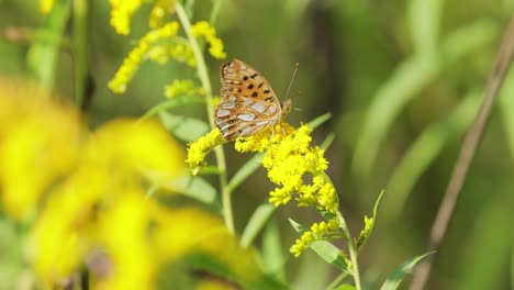 butterfly queen of spain fritillary (issoria lathonia) is a butterfly of the family nymphalidae. these butterflies live in open areas, in dry lawns, agricultural wastelands and in extensive crops.