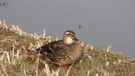 mallard de gallina con plumaje moteado de marrón sentado junto al estanque de agua tranquila