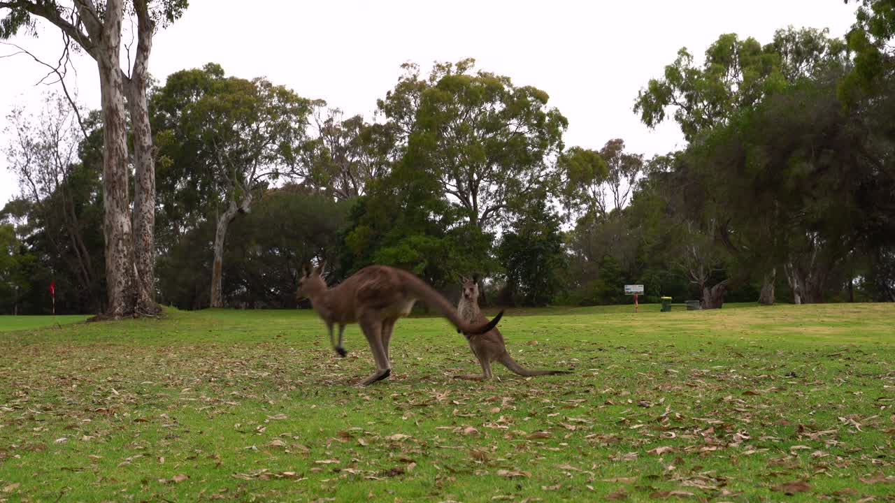 imágenes de video de una madre canguro y joey de nsw, australia