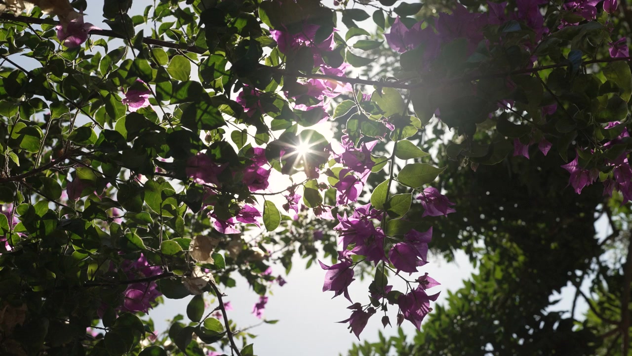 Bellissimi fiori rosa di bougainvillea, Grecia. Luce solare naturale. Sfondo astratto.