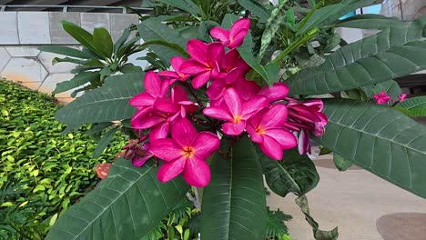 plumeria rubra, a tropical ornamental plant, displays vibrant red, large blossoms. perfectly suited for outdoor home gardens in warm climates.