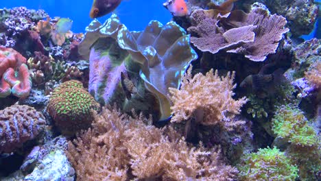 un acuario de peces tropicales brillante y colorido lleno de vida y movimiento