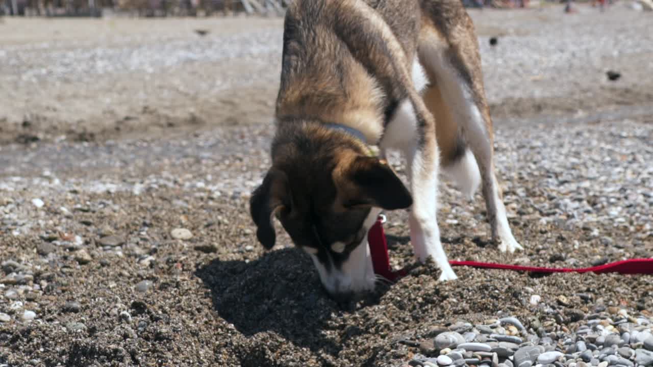 Close up, 4x slow motion 100fps footage, half breed, young age, Husky dog, digging on pebble and sand beach, front view