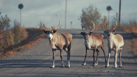 Tres-Renos-Caminan-Por-La-Carretera-Asfaltada,-Se-Detienen-Y-Observan-Con-Curiosidad,-Luego-Giran-Y-Se-Alejan-Hacia-La-Tundra-Otoñal.