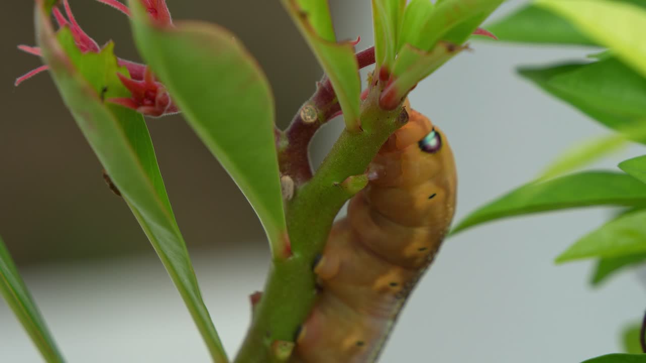 Oleander hawk-moth caterpillar with distinctive false eyespot on the body, clings on the plant, feeding on the green stem and leaves in its natural habitat, close up shot.