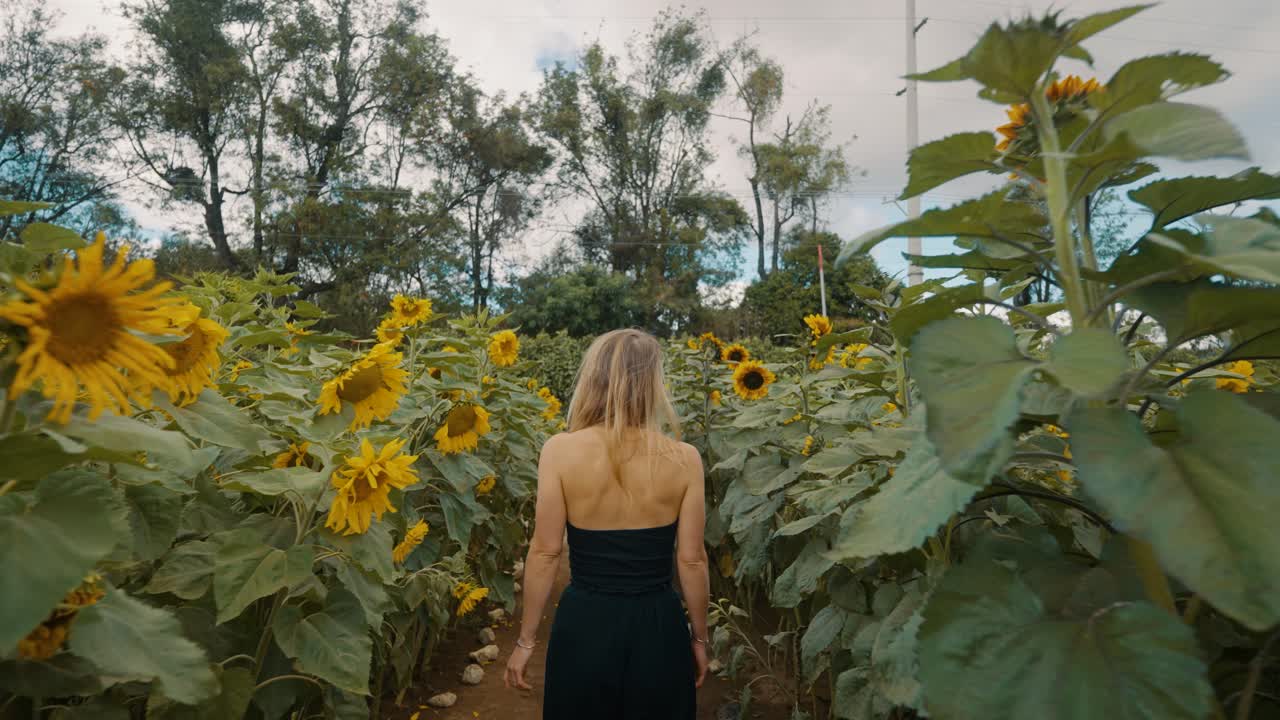 vista trasera de una chica caminando por un campo de girasoles - plano medio