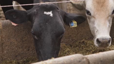 close up on a cow eating feed from a trough