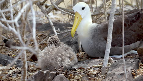 albatros ondulado con bebé en nido en punta suárez, isla española galápagos