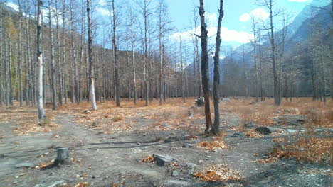 man driving motorbike through dry, golden forest in a himalayan valley on a bright sunny day in autumn