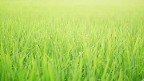 close up of the beautiful rice plants in a gorgeous paddy field on organic farms at sunset time