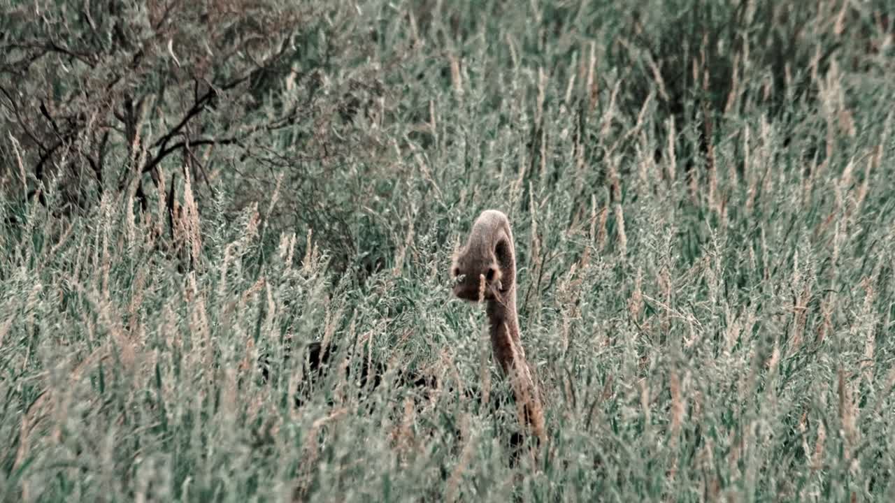 Ostrich male sitting on a nest of eggs, with only his head and neck sticking out above tall grass
