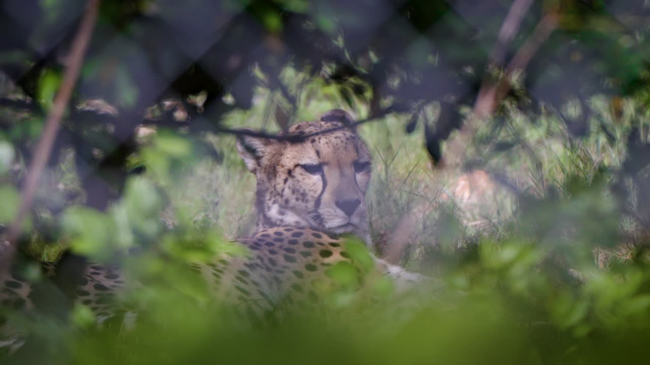 Intimate view of a cheetah at Montpellier Zoo