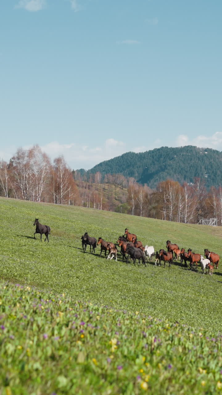 Farm horses herd with foals grazes on hilly meadow against bare wood and distant mountains ridge slow motion. Equine creatures at wild pastureland at fall