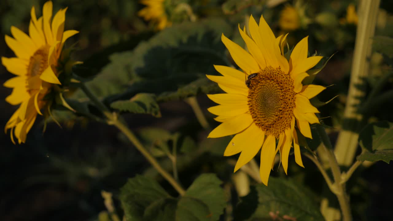 리안투스 안누스 (helianthus annuus) 빛꽃의 노란 머리 느린 동작 영상