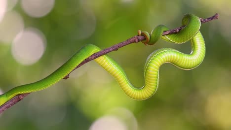 La-Víbora-De-Labios-Blancos-Es-Una-Víbora-Venenosa-Endémica-Del-Sudeste-Asiático-Y-A-Menudo-Se-Encuentra-Durante-La-Noche-Esperando-En-Una-Rama-O-Rama-De-Un-árbol-Cerca-De-Un-Cuerpo-De-Agua-Con-Muchos-Alimentos