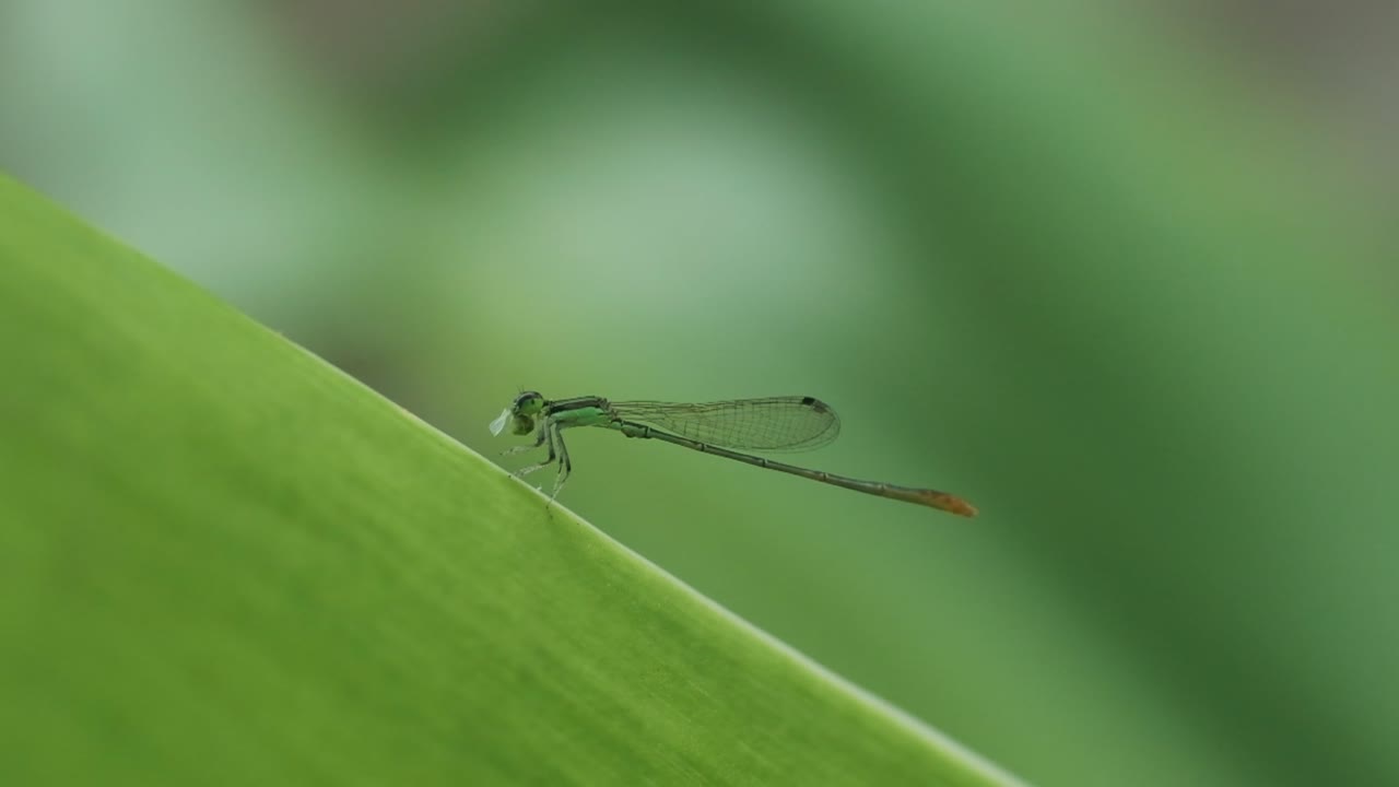 damselfly verde alimentándose de una hoja y luego despegando en cámara lenta india de cola de horquilla oriental
