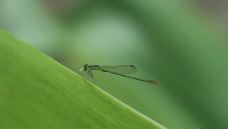 green damselfly feeding on a leaf then taking off slow motion eastern forktail india