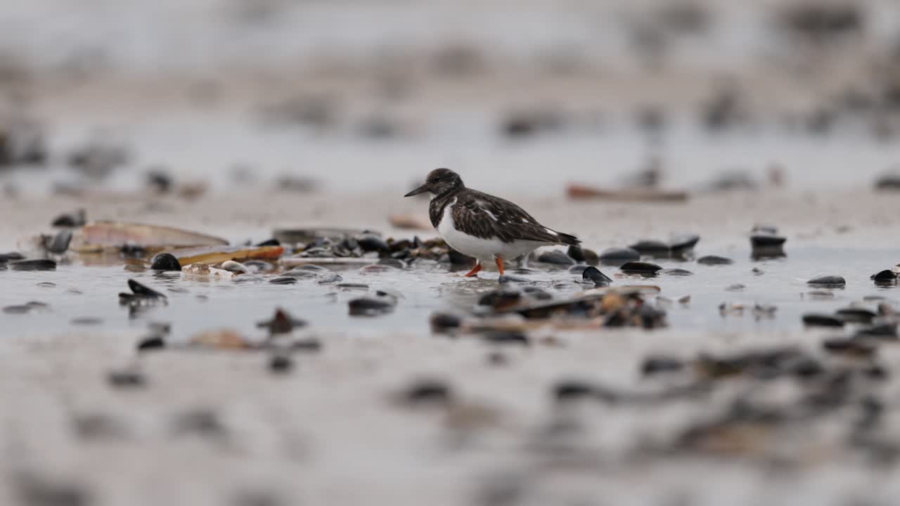 해안에 있는 던린 새