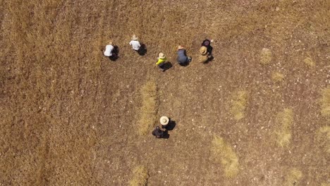 drone shot of men working in a hay field