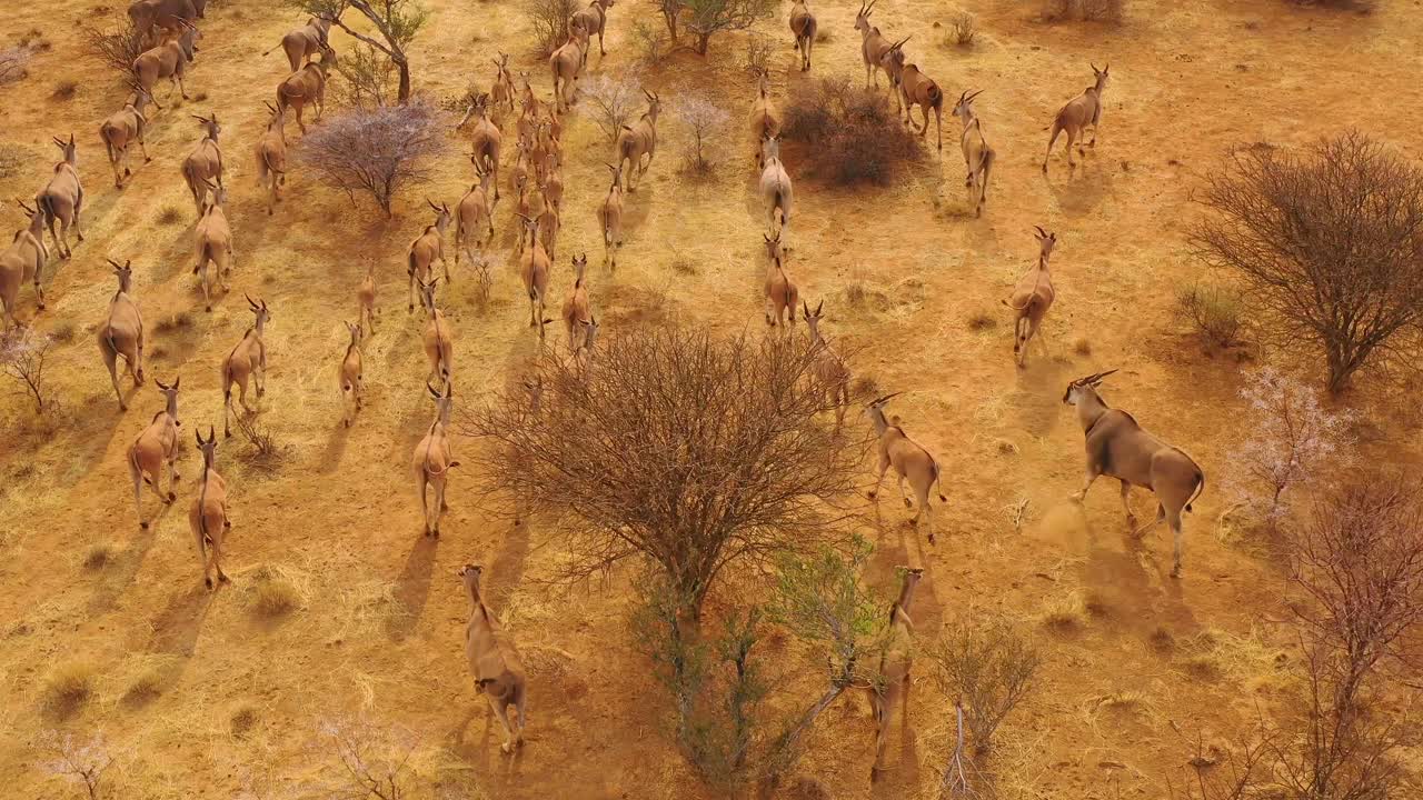 notable toma aérea del antílope eland migrando a través del monte y la sabana de áfrica cerca de erindi namibia 2