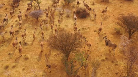 notable toma aérea del antílope eland migrando a través del monte y la sabana de áfrica cerca de erindi namibia 2