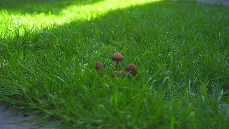 mushrooms on green grass in the wind with last rays of sunlight