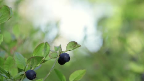 close up of a few blueberries on a branch slowly blowing in the wind against a bright background in a swedish forest with shallow depth of field