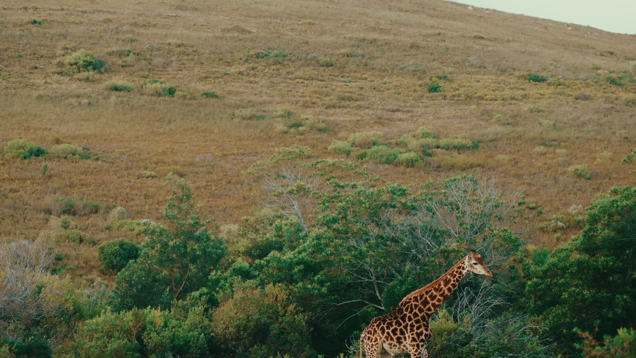 Giraffe walking through trees on South African safari, wild giraffe in African savannah in 4k slow motion handheld