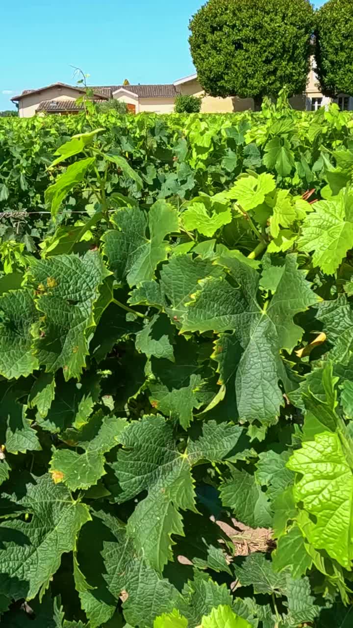 활기찬 초록색 포도나무 가 있는 울창 한 포도원