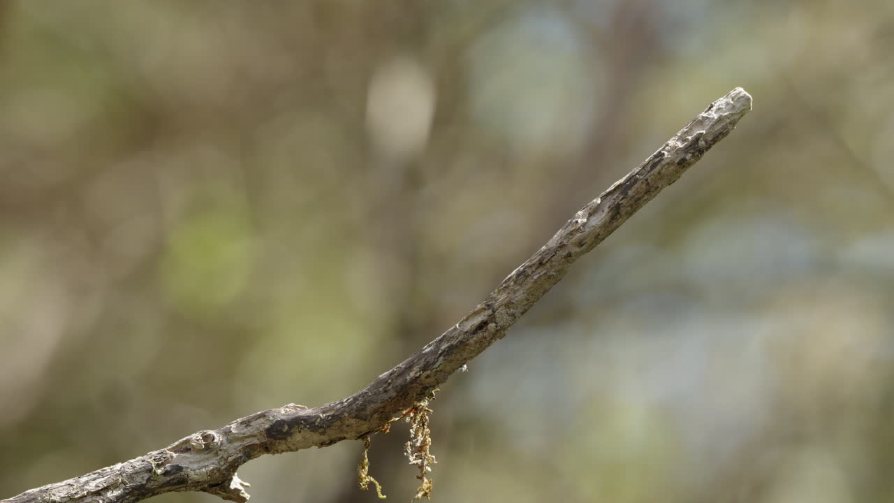 Welcome Swallow Bird Perched On The Twig In The Forest In New Zealand - Close Up