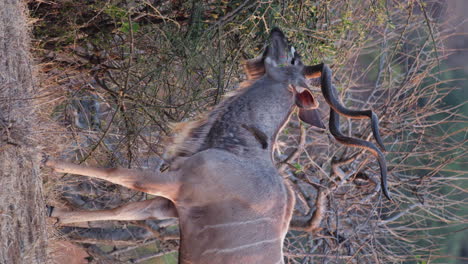 kalahari kudu feeding on bushes in the savanna vertical