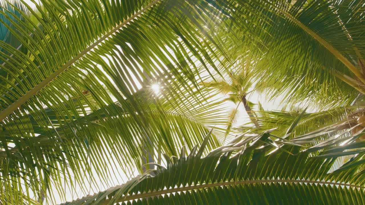 Sunlight Filtering Through Tropical Palm Fronds