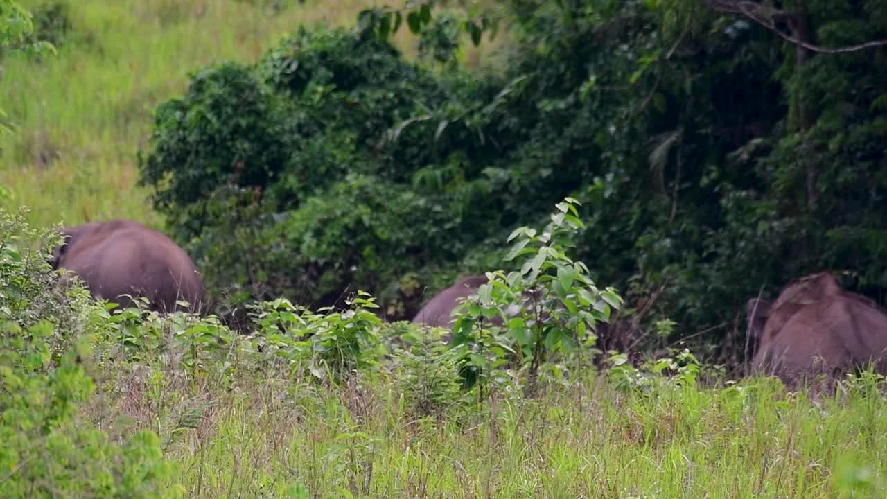 아시아 코끼리는 멸종 위기 종이며 태국 거주자이기도합니다.
