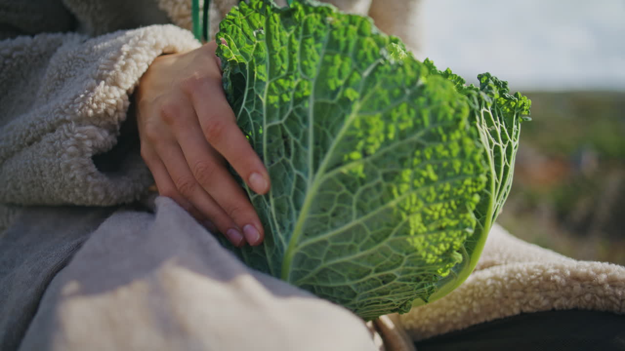 manos sosteniendo repollo verde en la luz del sol de cerca. agricultor comprobando cuna de hojas
