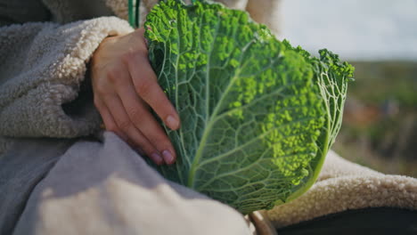 hands holding green cabbage in sunlight closeup. farmer checking cradling leafy