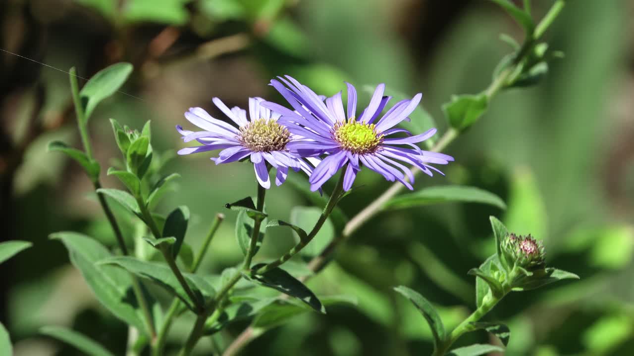 Mauve flowers of aster frikatii Monch with greenery around. In an English country garden