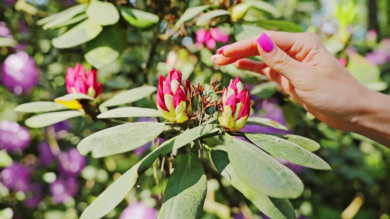 Pink nails touch rhododendron bud in golden light at garden slow motion shot