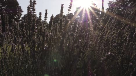 flores de lavanda con fondo de rayos solares toma panorámica media