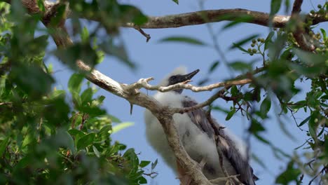 un joven, peludo de patas rojas se sienta en un árbol en little cayman en las islas caimán