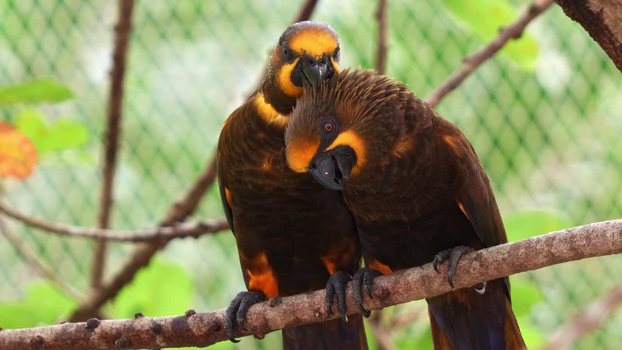 Close up shot of an exotic parrot bird species native to northern New Guinea, lovebird brown lory perched side by side on the tree branch, preening and grooming each others' feathers in the enclosure