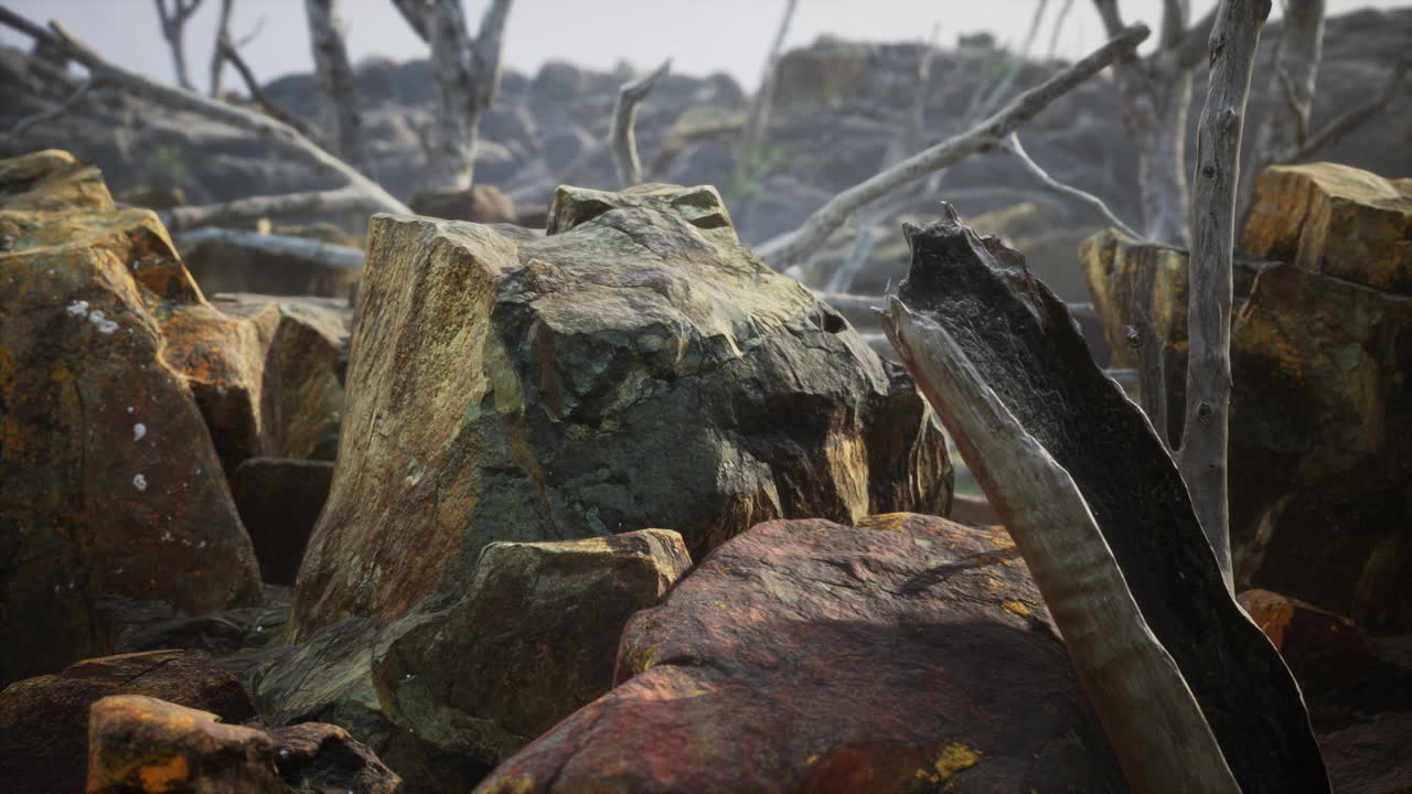 죽은 나무 와 식물 들 이 있는 용암 돌  ⁇